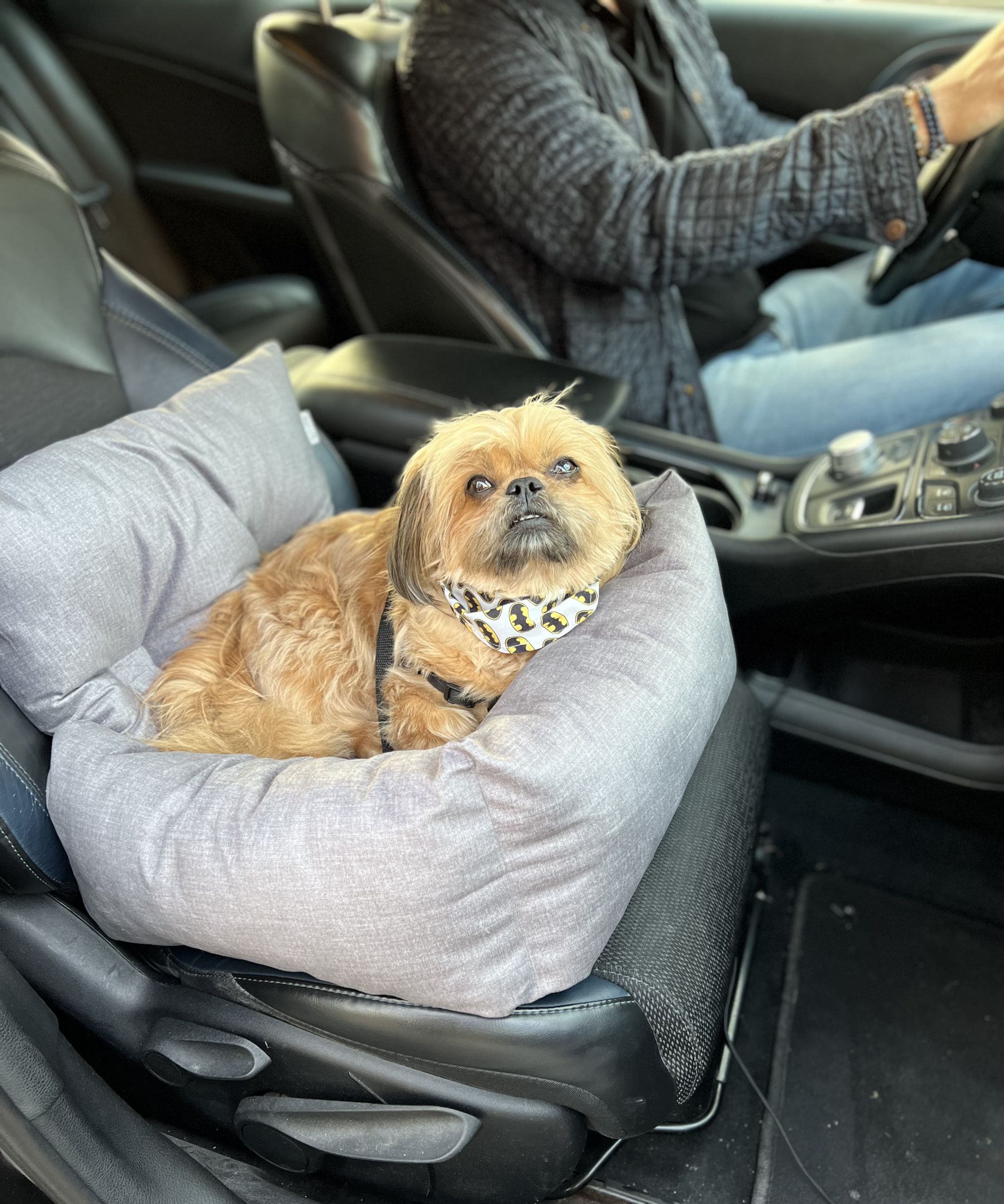 Fotelik Samochodowy dla Psa