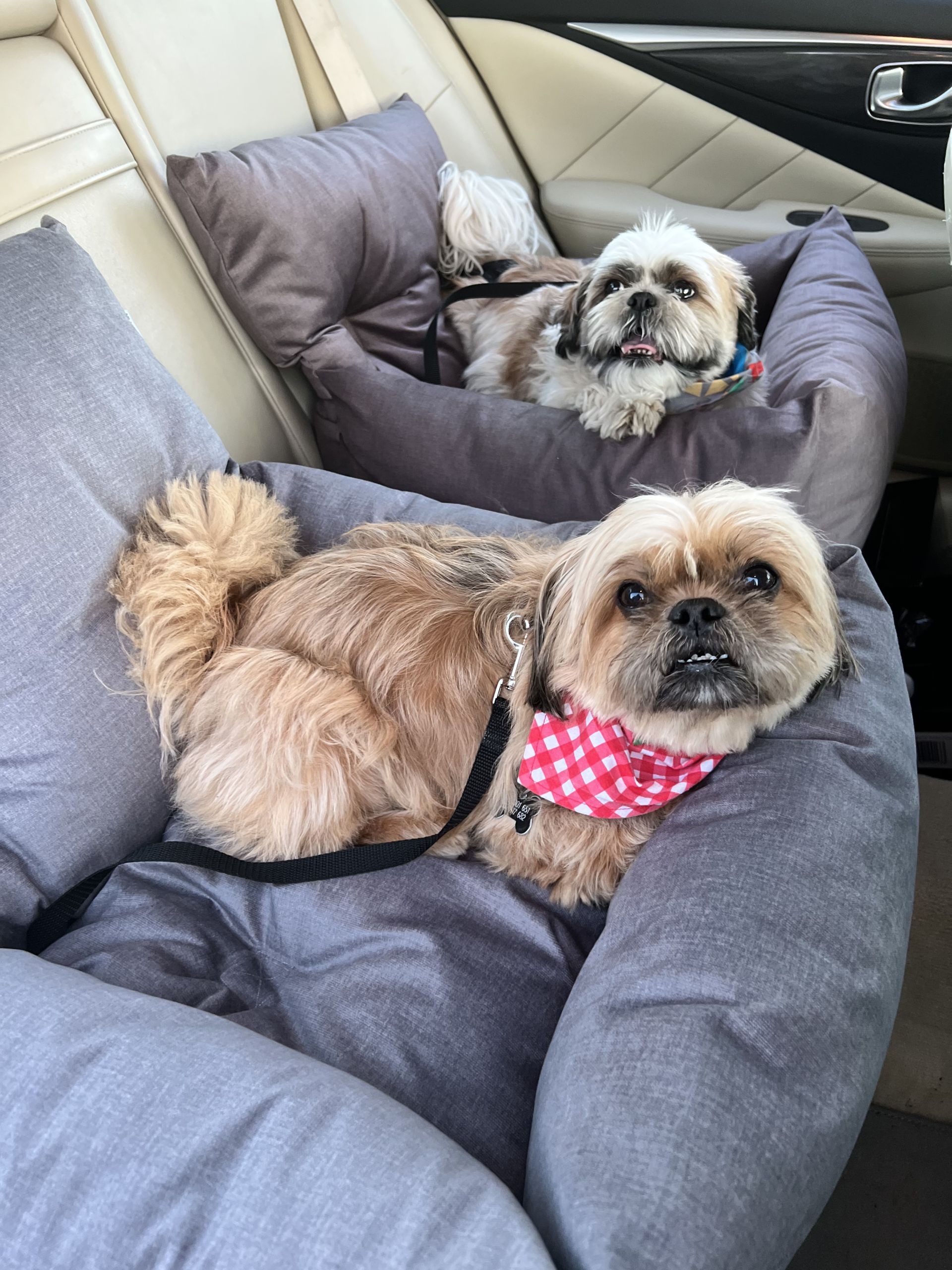 Fotelik Samochodowy dla Psa