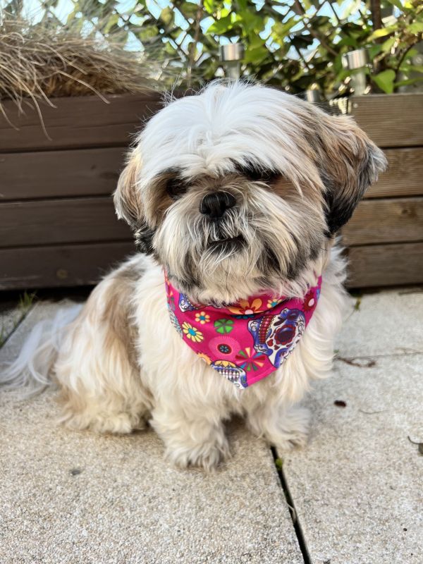 Bandana dla Psa Calavera Fuchsia